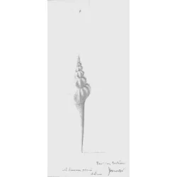 Dessin original de Mondor dédicacé à Jean Cocteau